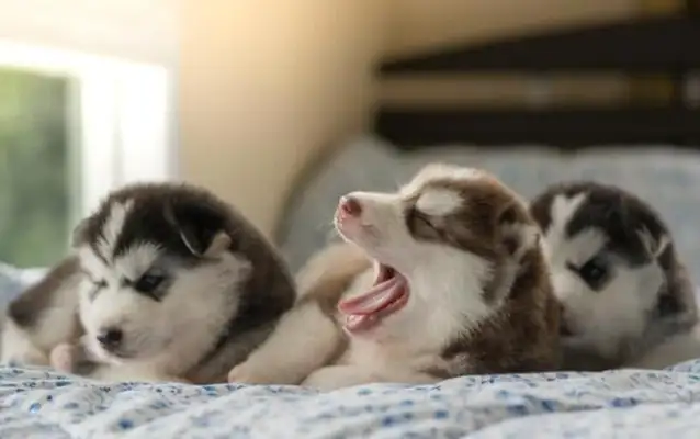 The bitch brought the pups to the master to tell you all this