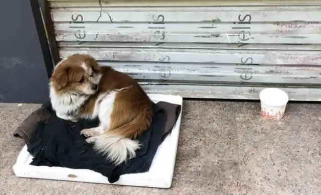 The dog who was left on Wuhan Street met a good crowd