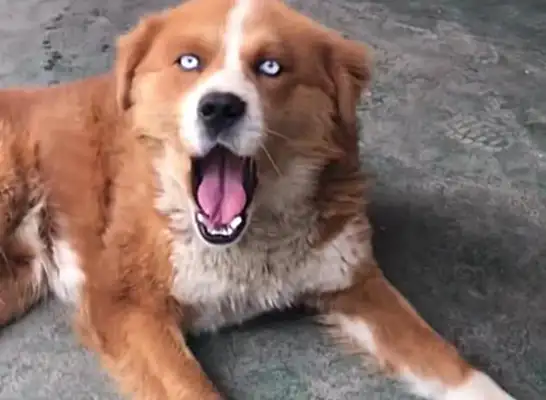 When I met a dog in the countryside, I thought it looked familiar: who's your father
