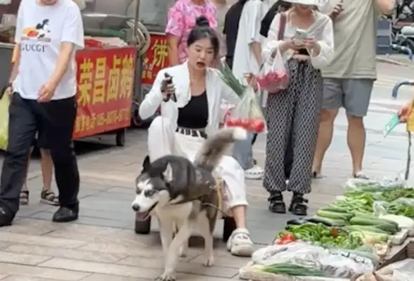 Homemade dog pulls out the car, lets Hasty get food