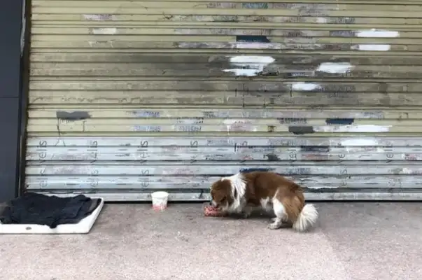 The dog who was left on Wuhan Street met a good crowd