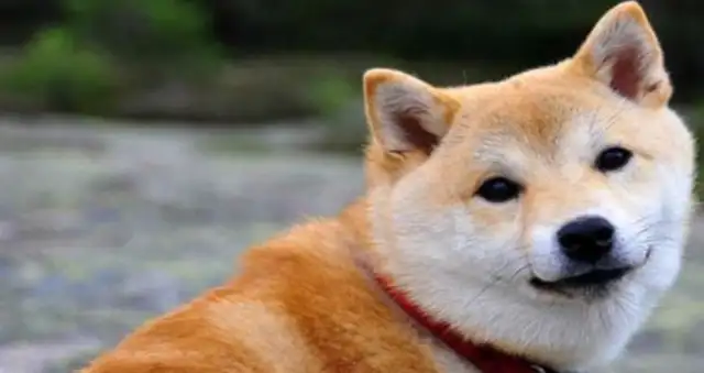 My friend turned off the air conditioner at work and came back at night to see the look of a wood dog