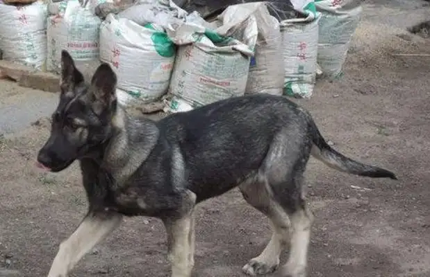The dog found out about the good man and found out that he was a wolf