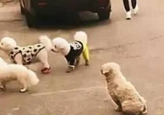 When the master got pregnant and the dog was abandoned, I met three Teddys envied, and then I walked away