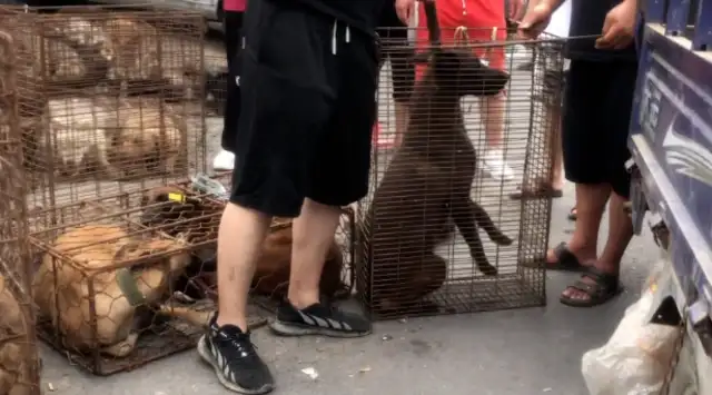 Nineteen hundred bucks. The dog owner watched his dogs get caught in a dog cage