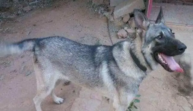 The dog found out about the good man and found out that he was a wolf