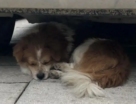 The dog who was left on Wuhan Street met a good crowd