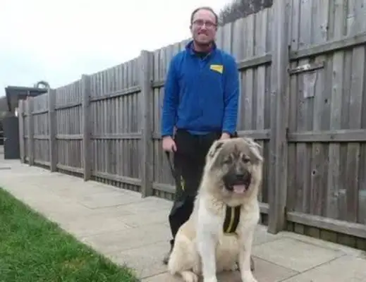 Two days after a minor dog was rescued, he ate the rescue center
