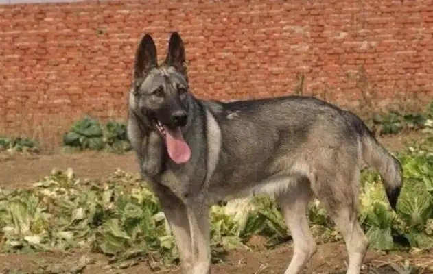 The dog found out about the good man and found out that he was a wolf