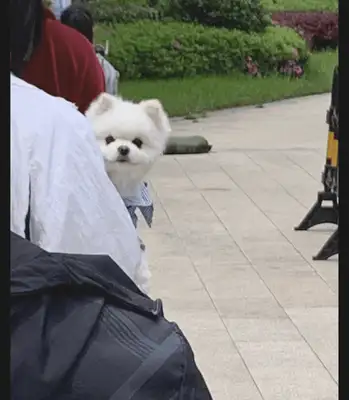 The girl took the dog for the nucleic acid test, and he looked happy: finally, the stairs