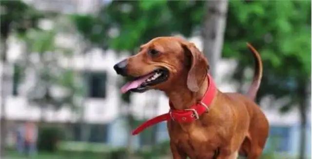 The dog's collar is wrong