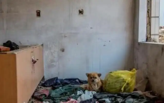 The dog was abandoned by the master, waiting in silence every day: I'm sure the master will pick me up