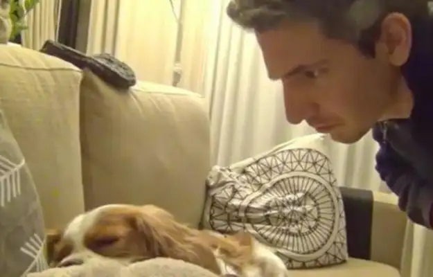 The master came home and heard the dog snoring and secretly filmed it