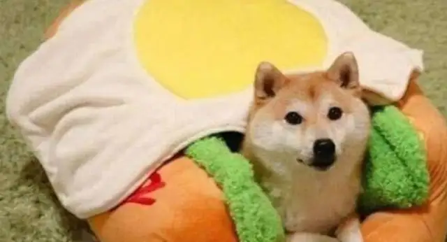 My friend turned off the air conditioner at work and came back at night to see the look of a wood dog