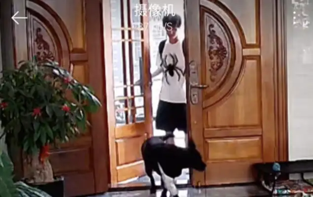 Boys are leaving at school. Dogs are standing at the door