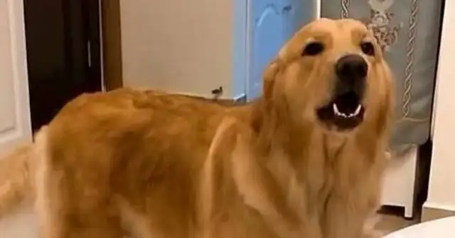Because the master is late to pick up the golden hair, he comes home and starts scolding me