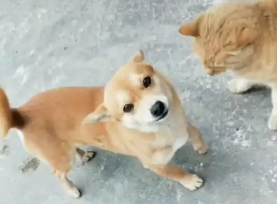 The owner's at home, the yellow dog steals the ribs from outside to the owner, the dog: roast me too..