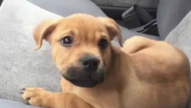 The dog went missing and was adopted by the same master two years later