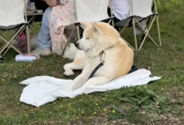 The netizens were watching the sunrise with the dog, and he fell down on the grass and fell asleep