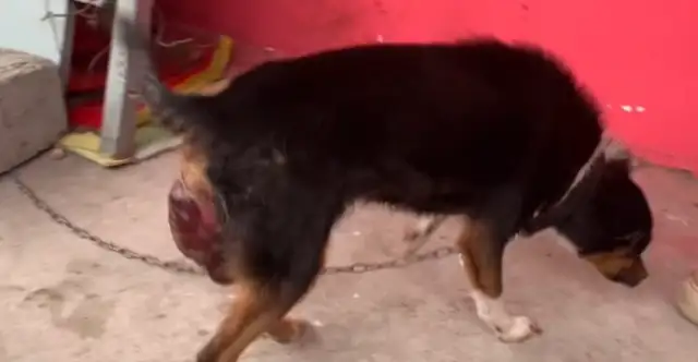 You have a puppy to the uterus and then you're abandoned