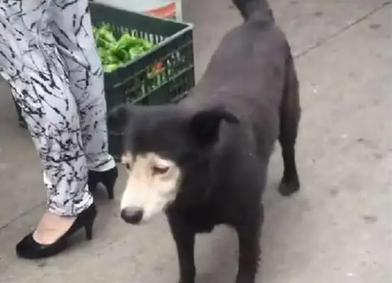 The master took the dog for a walk, and I didn't know the dog was surrounded in the market, and the netizens laughed