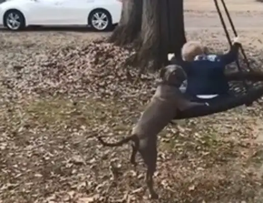Super-hot dog-sitter-bit dog