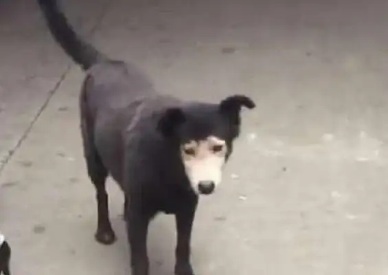 The master took the dog for a walk, and I didn't know the dog was surrounded in the market, and the netizens laughed
