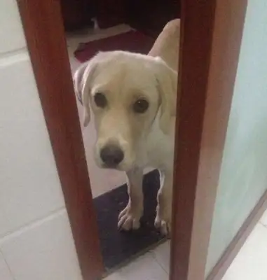 The dog's late at night, it's scary and moving. The pets know it better for the dog