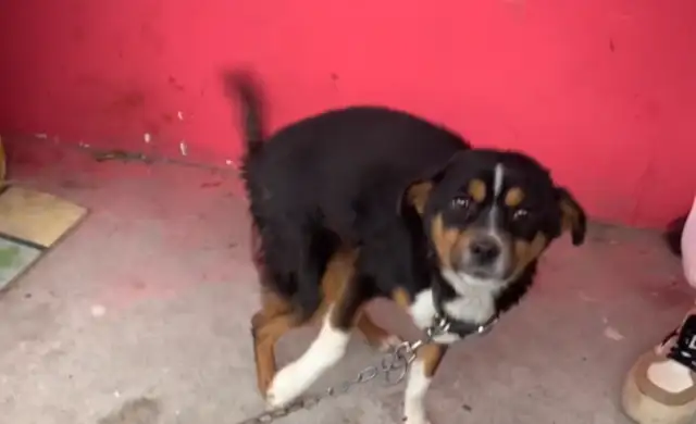 You have a puppy to the uterus and then you're abandoned