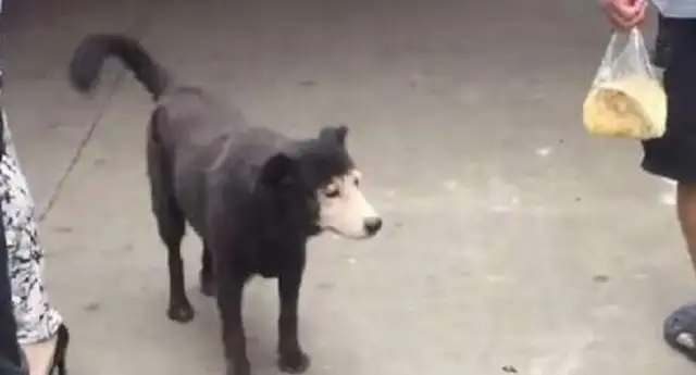 The master took the dog for a walk, and I didn't know the dog was surrounded in the market, and the netizens laughed