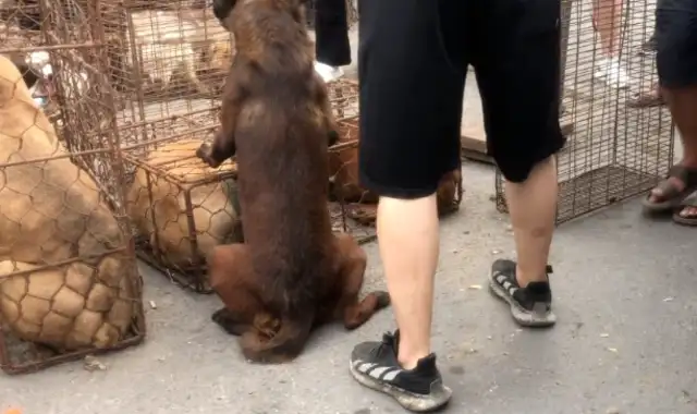 Nineteen hundred bucks. The dog owner watched his dogs get caught in a dog cage