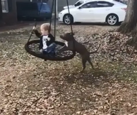 Super-hot dog-sitter-bit dog