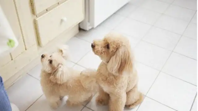 Is the dog around you because you look good
