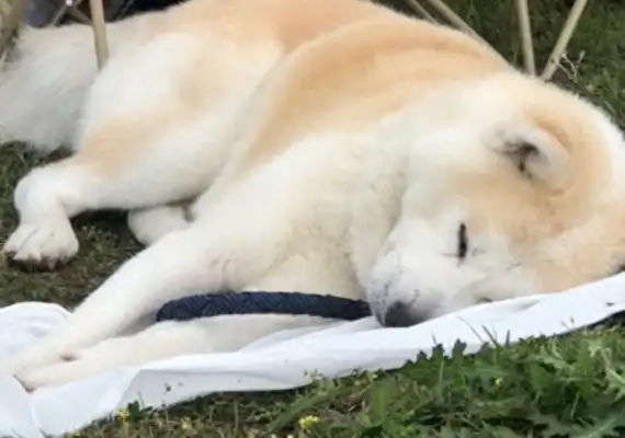 The netizens were watching the sunrise with the dog, and he fell down on the grass and fell asleep