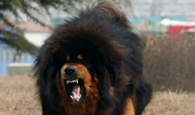 An ordinary dog called the Blue Dragon Dog