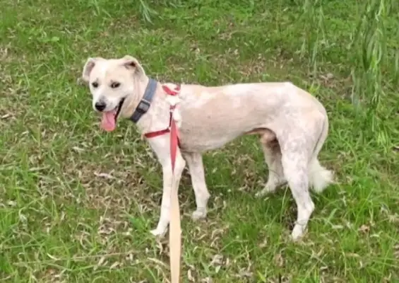 Jiangsu: The dog who was tied under a tree and never entered the house