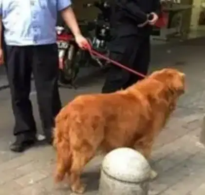 How much money does it cost to fix a dog