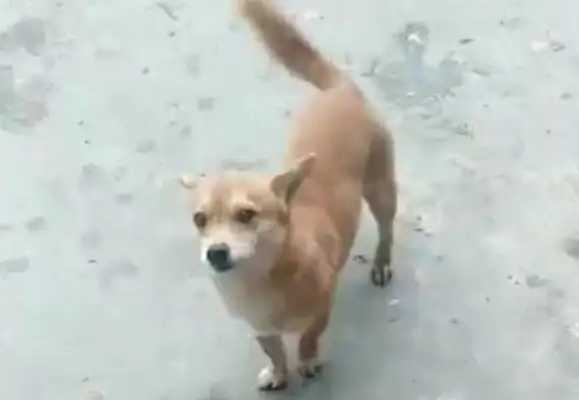 The owner's at home, the yellow dog steals the ribs from outside to the owner, the dog: roast me too..