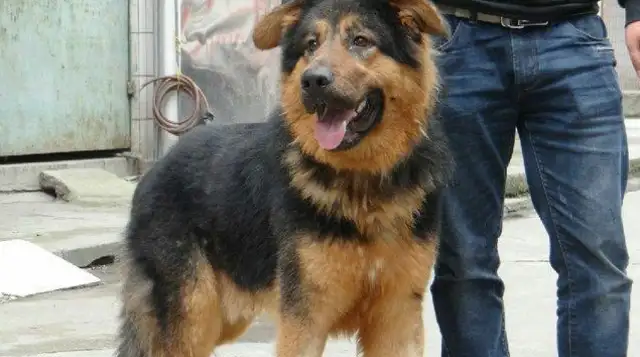 An ordinary dog called the Blue Dragon Dog
