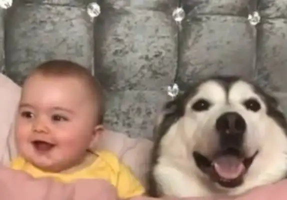 Parents let their kids live with Haskiss as a child, and dogs are very good at things