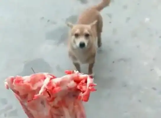 The owner's at home, the yellow dog steals the ribs from outside to the owner, the dog: roast me too..