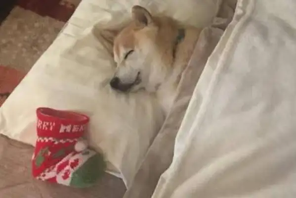 Christmas gives the Akitas an advance pair of socks until the dog wakes up. Different