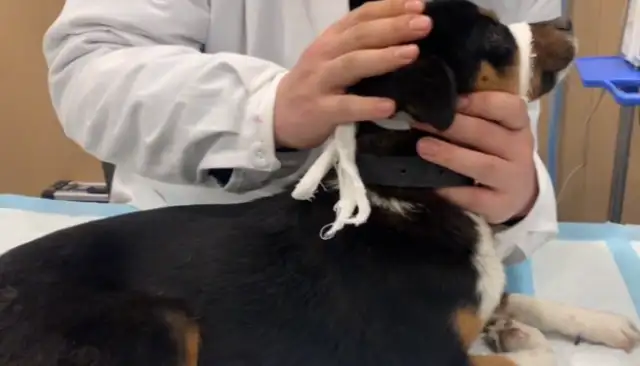 You have a puppy to the uterus and then you're abandoned