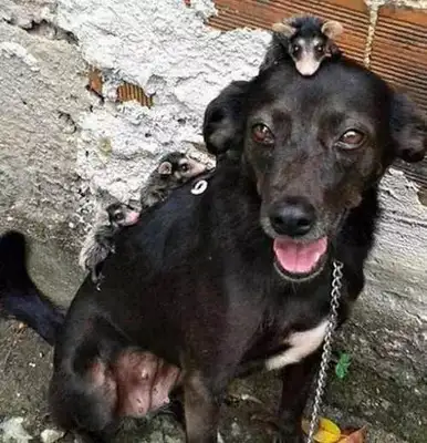 The homeless adopted 11 dogs in 14 years