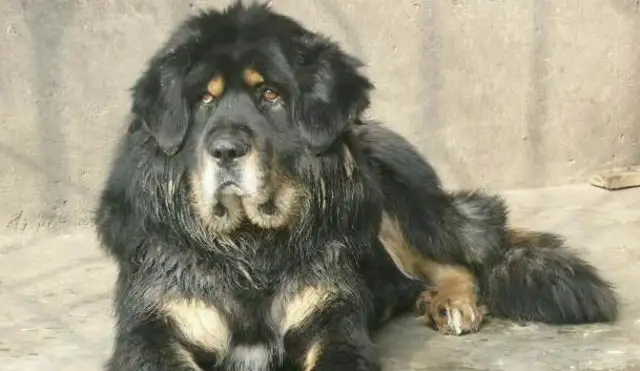An ordinary dog called the Blue Dragon Dog