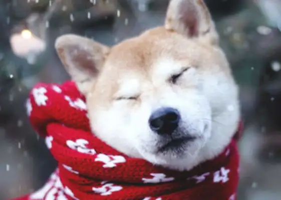 Christmas gives the Akitas an advance pair of socks until the dog wakes up. Different