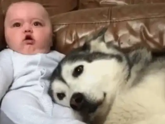 Parents let their kids live with Haskiss as a child, and dogs are very good at things