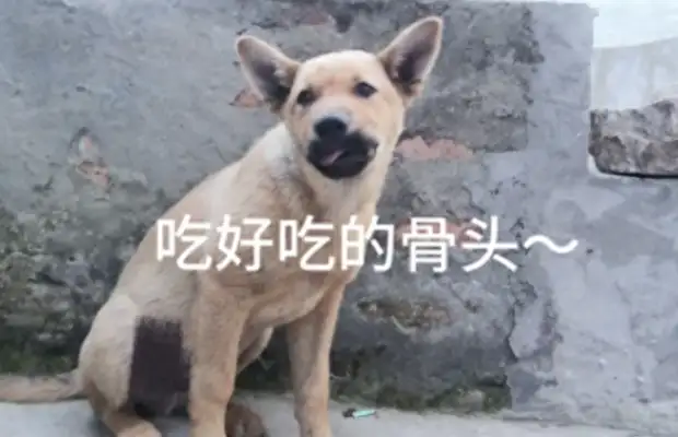 The village had to check the dog's license, and Mom and Dad refused to license the dog! I'm afraid the dog will be killed and eaten