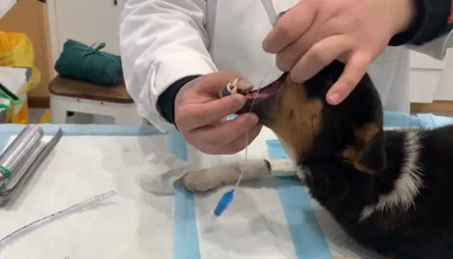 You have a puppy to the uterus and then you're abandoned
