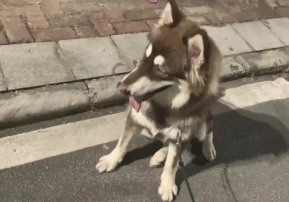 Thinking Alaska's going to be a fat kid and not fat, dog: stay up all night